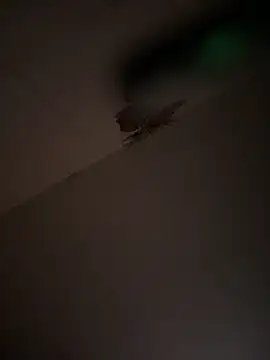 Snapshot of Valentinacouple chatting on 03/07/26, 07:16 Valentinacouple online show from 03/07/26, 07:16