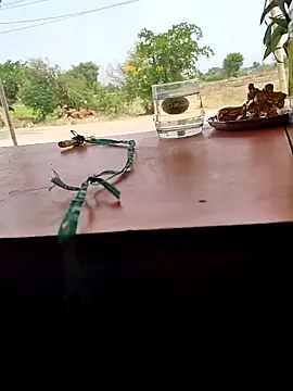 Chandu1245 online show from 04/11/26, 08:07