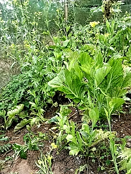 Snapshot of ngocbao11 chatting on 02/26/26, 01:04 ngocbao11 online show from 02/26/26, 01:04