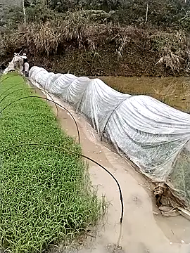 Snapshot of ngocbao11 chatting on 03/12/26, 01:12 ngocbao11 online show from 03/12/26, 01:12