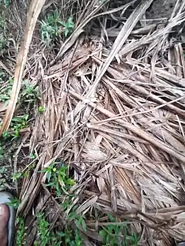 volcanojatt00 online show from 04/29/26, 03:43
