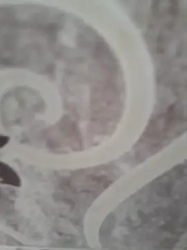 Snapshot of sk022 chatting on 04/15/26, 05:14 sk022 online show from 04/15/26, 05:14