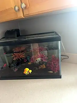 Snapshot of lovely_beast chatting on 12/16/25, 06:13 lovely beast online show from 12/16/25, 06:13