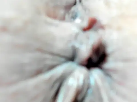 foxy-porn1 online show from 02/03/25, 09:07