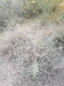 Snapshot of rameshmry1 chatting on 03/06/26, 12:12 rameshmry1 online show from 03/06/26, 12:12