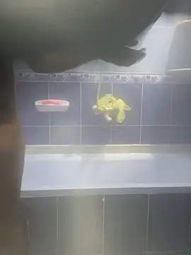 Snapshot of Arabien_Pharaoh- chatting on 02/12/25, 03:18 Arabien Pharaoh- online show from 02/12/25, 03:18