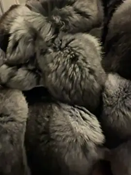 Snapshot of Furdale chatting on 02/18/26, 04:58 Furdale online show from 02/18/26, 04:58