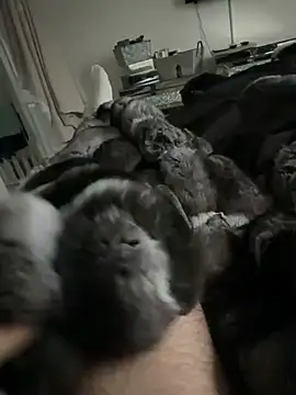 Snapshot of Furdale chatting on 02/24/26, 04:49 Furdale online show from 02/24/26, 04:49