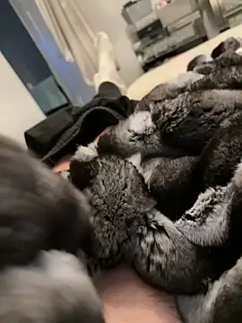 Snapshot of Furdale chatting on 02/26/26, 05:23 Furdale online show from 02/26/26, 05:23