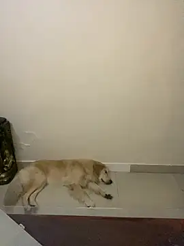 sombre sabhya online show from 03/12/26, 05:30