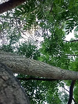 Snapshot of Keli_Jessi chatting on 09/14/25, 01:21 Keli Jessi online show from 09/14/25, 01:21