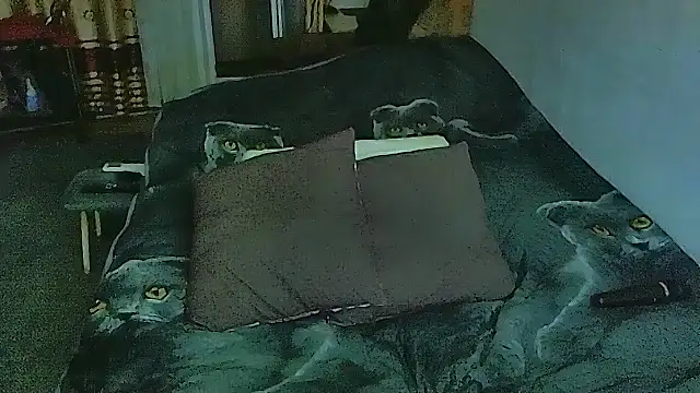 sex2 online show from 11/10/25, 11:26