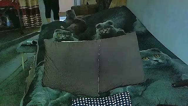 sex2 online show from 11/14/25, 02:10