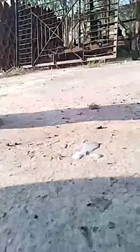 Pitercom online show from 03/09/25, 07:12