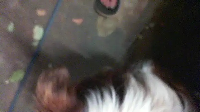 herbie010666 online show from 01/11/25, 01:43