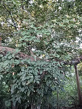 Rinku5553 online show from 09/28/25, 02:06