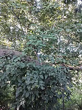 Rinku5553 online show from 10/12/25, 03:05