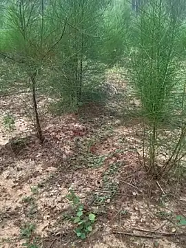 Gopal1243 online show from 11/24/25, 02:11