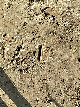 Gopal1243 online show from 01/08/26, 02:58