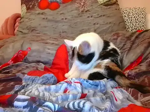 Snapshot of RealLittleRedRidingHood chatting on 11/17/25, 05:52 RealLittleRedRidingHood online show from 11/17/25, 05:52