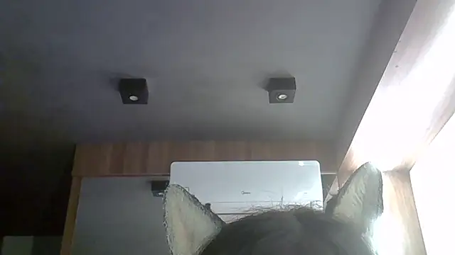 Skinny-Kitten online show from 03/17/26, 12:15