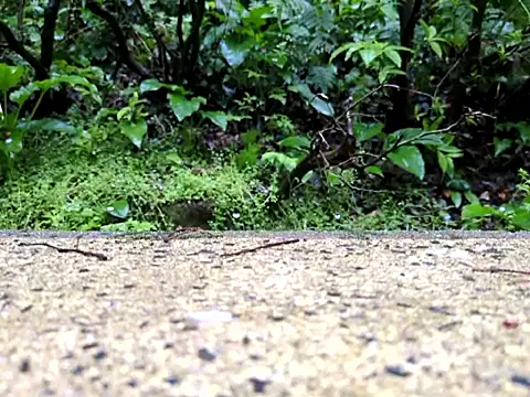 dk5888 online show from 04/09/26, 09:53