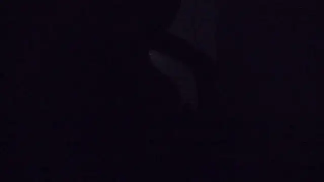 Snapshot of SouTarado69 chatting on 03/21/25, 11:45 SouTarado69 online show from 03/21/25, 11:45